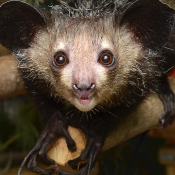 aericadiponzio